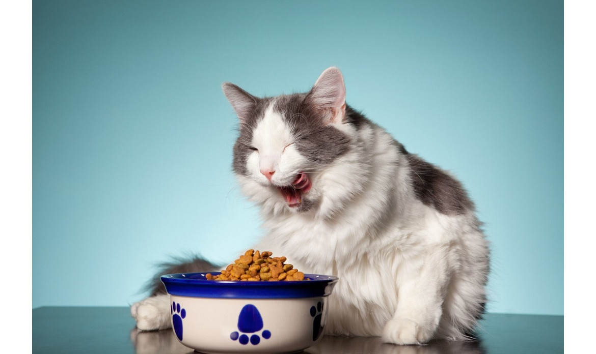 Jak dobrać odpowiednią karmę dla kota?