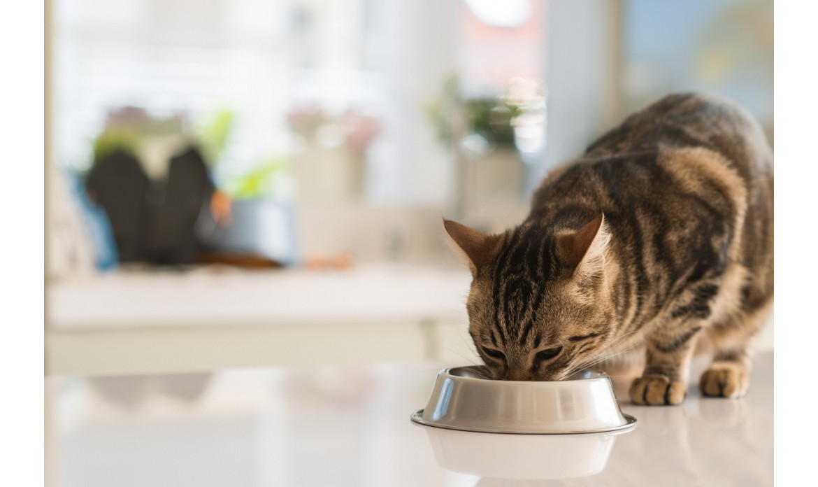 Najczęstsze nietolerancje pokarmowe występujące u psów i kotów