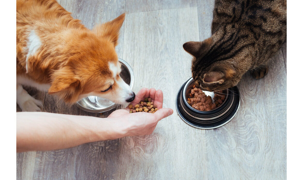 Jak dieta wpływa na dobrostan psów i kotów?
