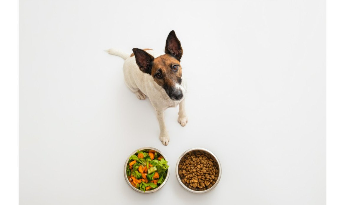 Dieta bezmięsna u psa lub kota - czy to dobry pomysł?