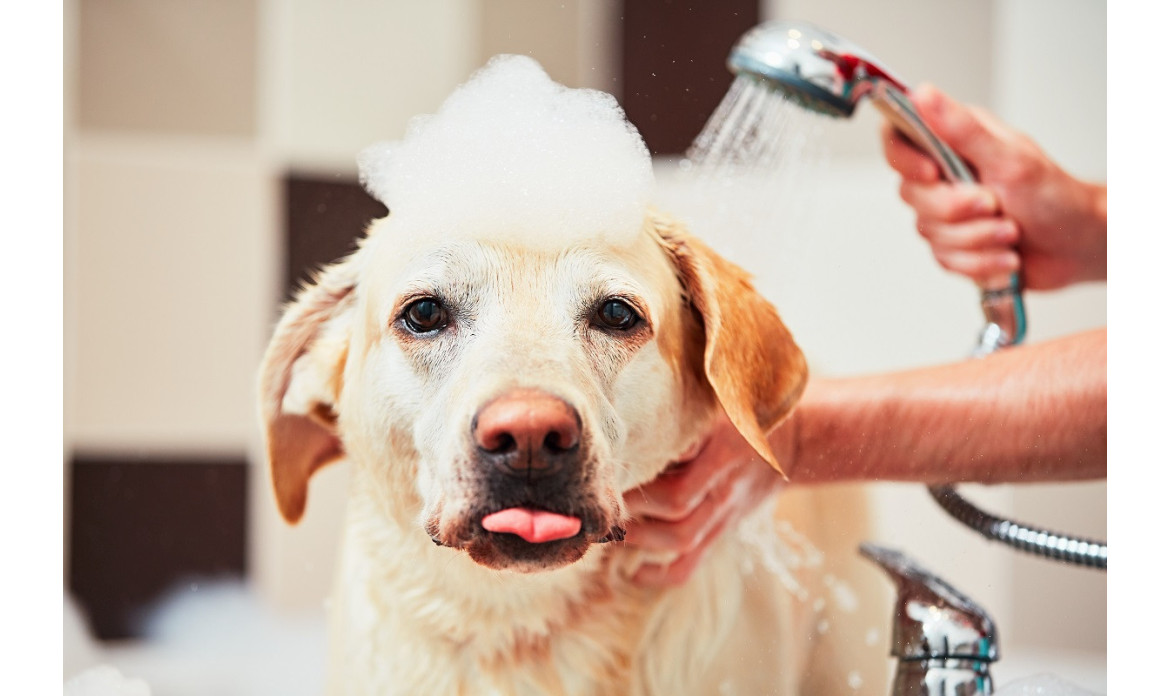 Które szampony i odżywki są szczególnie pomocne w pielęgnacji psów oraz kotów?